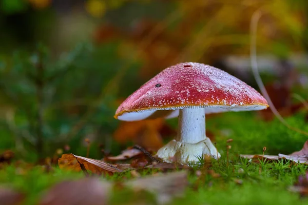 Mushroom Growing Forest Close — Stock Photo, Image