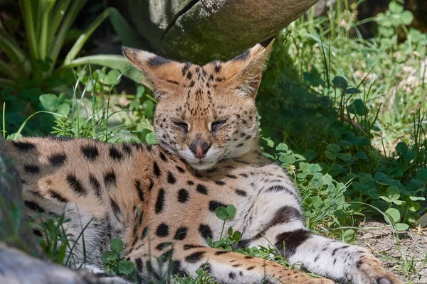 Leopar (kenya) Afrika savanası doğada 