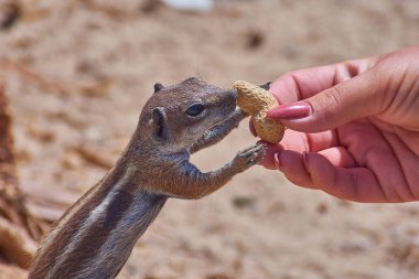 Şirin sincap yiyen fındık yakından görüntüsü