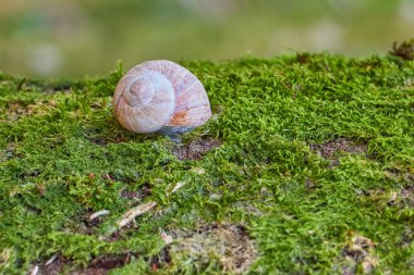 Yosun dolu bir ağaçta sürünen salyangoz sürüsü.