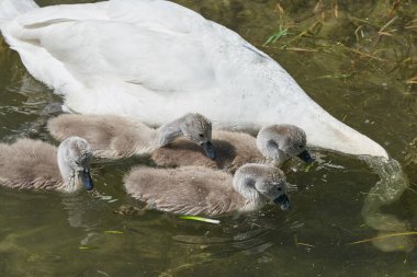 Gölde piliçlerle kuğu, seçici odak