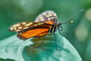 kelebeğin yakın çekim, seçici odak
