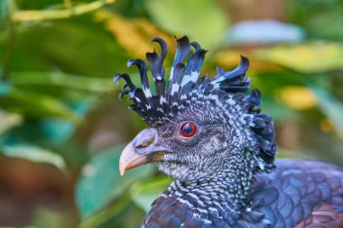 Yaban hayatında yeşil bir çayırın önünde güzel bir kuş, yakın plan.