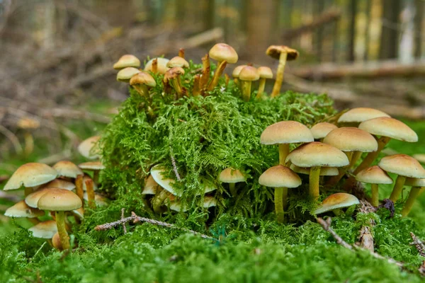 Mushrooms Growing Forest Close — Stock Photo, Image