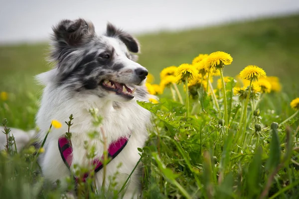 美丽的黑白相间的小狗在阳光普照的草地上 — 图库照片