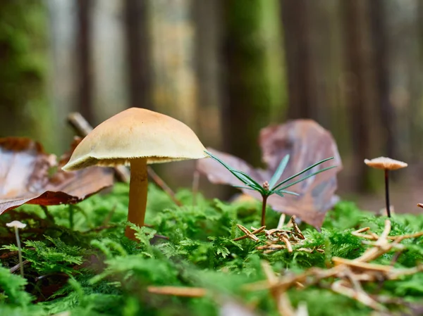 Close View Mushrooms Growing Forest — Stock Photo, Image