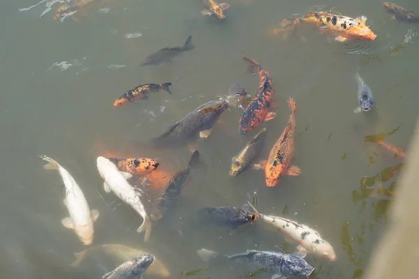 Fische Und Schildkröten Schwimmen Teich — Stockfoto