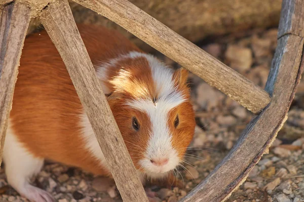 Yerdeki kobay faresi, yakından bak.