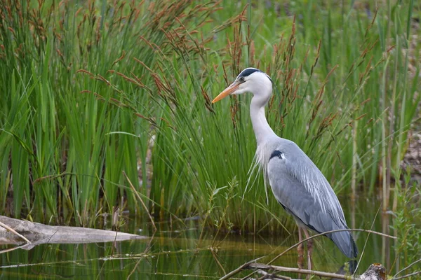 Side View Beautiful Grey Heron Standing Calm Pond — Stock Photo, Image