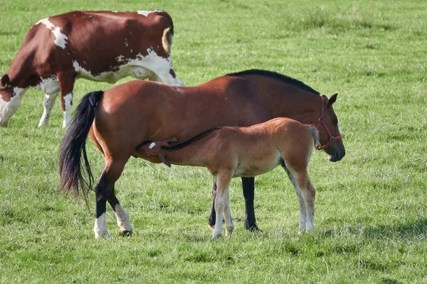 Yazın bir tarlada iki at ve inek.