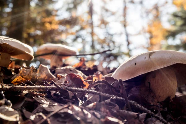 Mushrooms Growing Beautiful Forest Close — Stock Photo, Image
