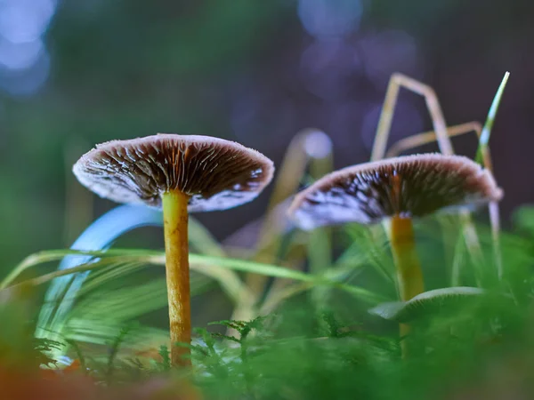 Close View Mushroom Forest — Stock Photo, Image