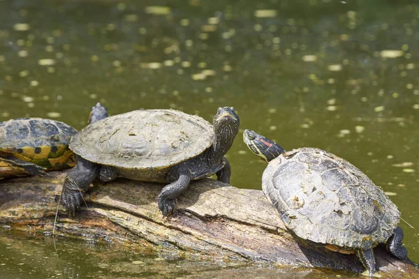Schildpadden Vijver Natuur — Stockfoto