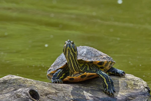 Kayadaki kaplumbağa, seçici odaklanma