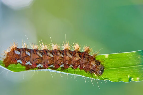 Yeşil yapraklı tırtılın yakın çekim görüntüsü