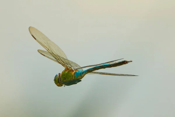 Close Zicht Van Libelle Vliegen Wazig Natuur Achtergrond — Stockfoto