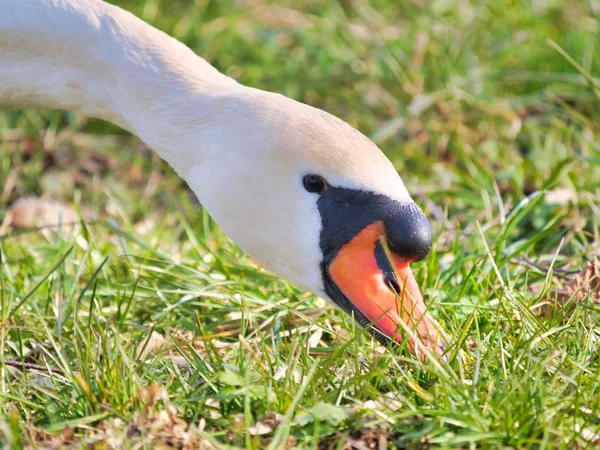 Gros Plan Cygne Mise Point Sélective — Photo