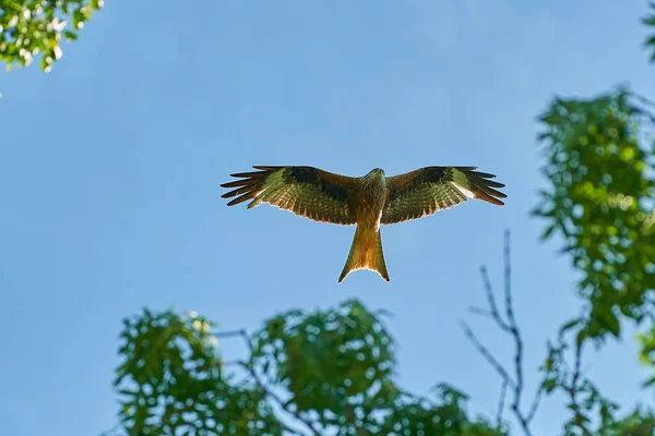Mignon Canard Oiseau Sauvage Nature Concept — Photo