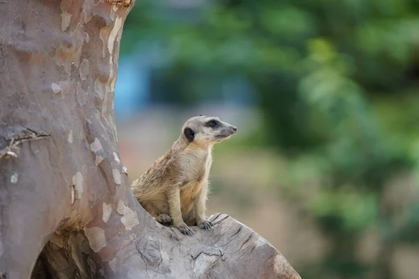 firavun faresi ağaçta oturuyor ve vahşi doğayı izliyor.