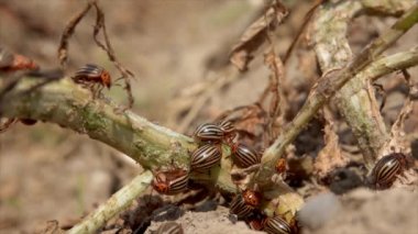 Colorado patates böceği (Leptinotarsa decemlineata) bir bitki yaprağı üzerinde