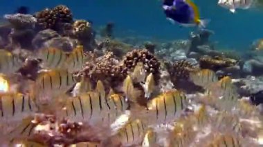 Suyun altında renkli balıklar ve mercanlar