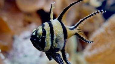 Akvaryumda yüzen güzel Pterapogon kauderni balıklarının yakın plan görüntüsü. 