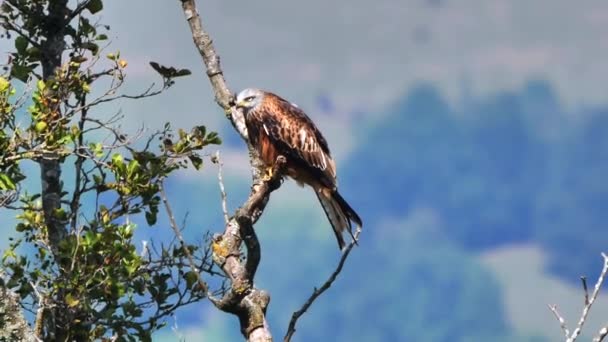 Grand Aigle Assis Sur Branche — Video