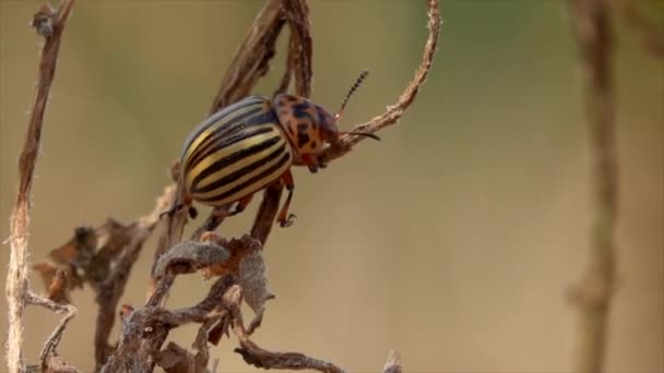Colorado Patates Böceği Leptinotarsa Decemlineata Bir Bitki Yaprağı Üzerinde — Stok video