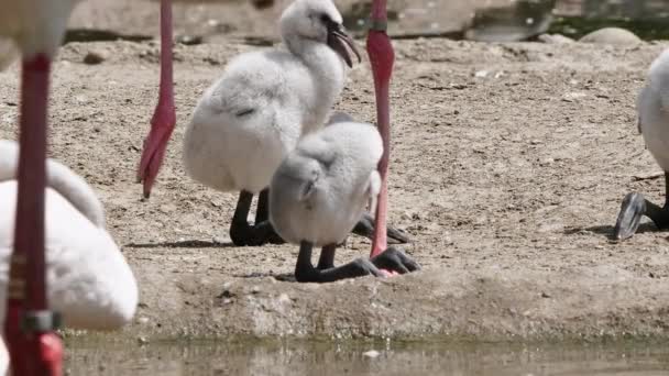 Close Van Schattige Kleine Flamingo Kuikens Het Wild — Stockvideo