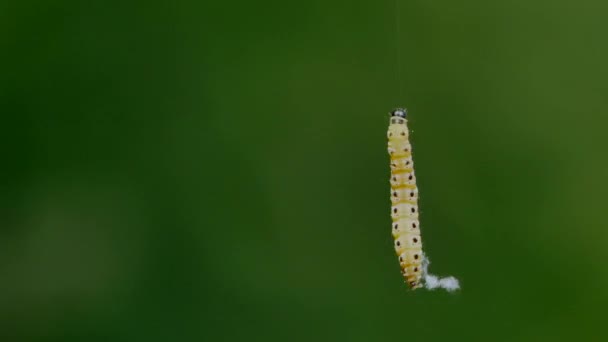 Gros Plan Larve Papillon Mise Point Sélective — Video