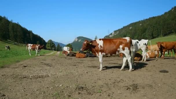 Manada Vacas Pasto Verão Paisagem Rural — Vídeo de Stock