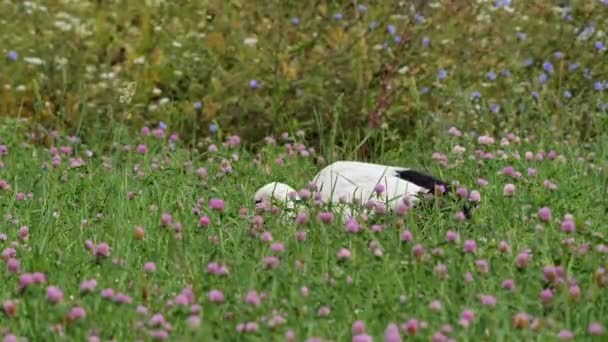 Bílý Čáp Ciconia Ciconia Hledání Hmyzu Travních Polích — Stock video