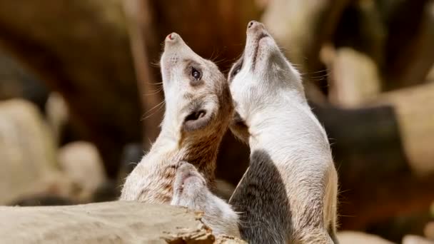 Gros plan du meerkat debout sur son terrier