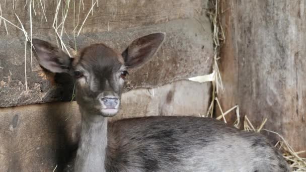 Крупним Планом Вид Милий Маленький Коричневий Олень Дивиться Камеру — стокове відео