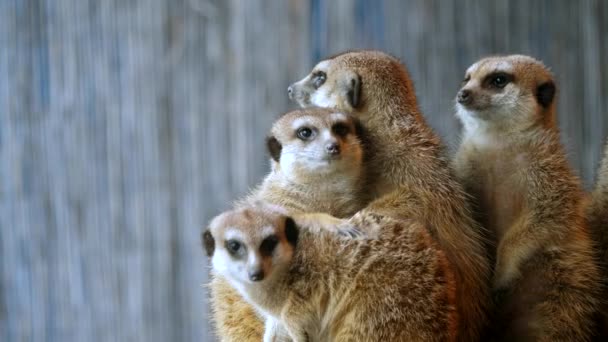 Close Meerkats Standing Top Burrow — Stock Video