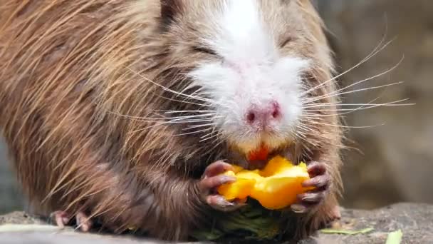 Close View Furry Brown Coypu Animal Eating Fruit Wildlife — Stock Video