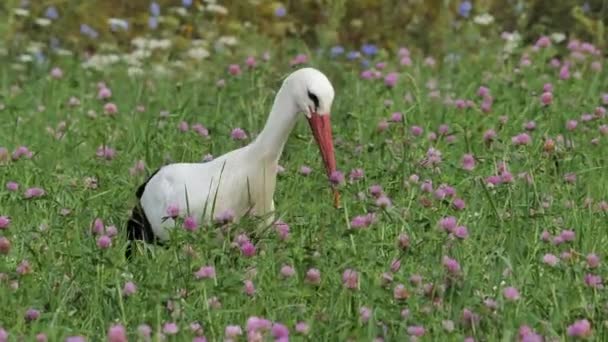 Bílý Čáp Ciconia Ciconia Hledání Hmyzu Travních Polích — Stock video