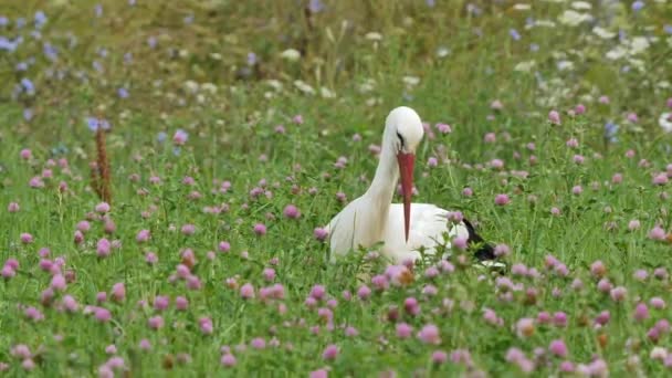 White Stork Ciconia Ciconia Searching Insects Grass Field — Stock Video