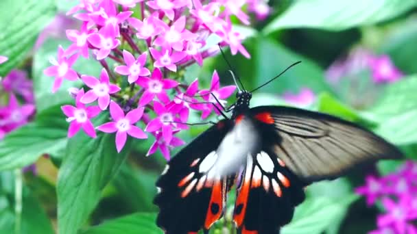 Motýl Květině — Stock video