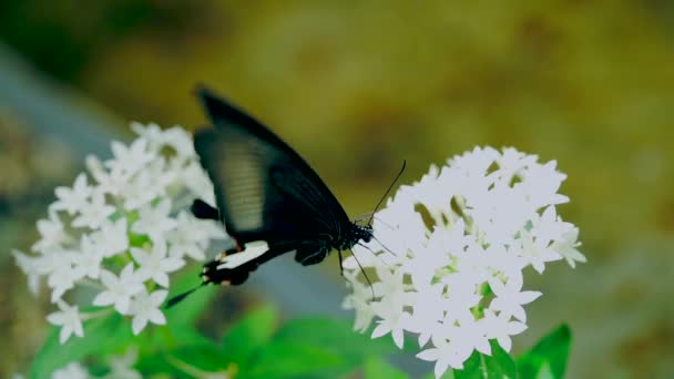 Schmetterling Auf Einer Blume — Stockvideo