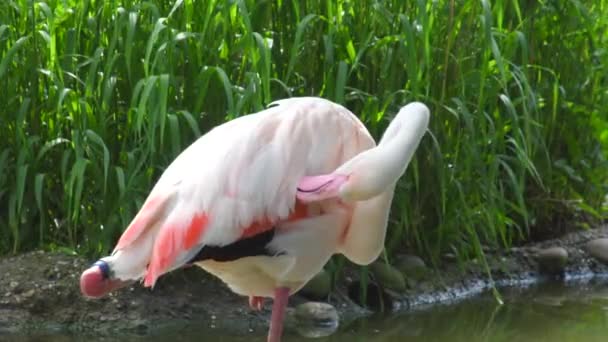 Крупным Планом Вид Красивого Величественного Розового Фламинго Рядом Водой Дикой — стоковое видео