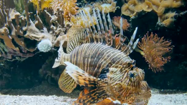 Nahaufnahme Schöner Scorpaenidae Fische Die Aquarium Schwimmen — Stockvideo