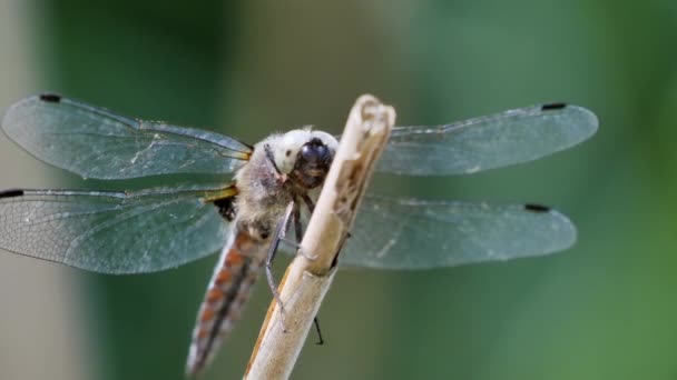 Vue Rapprochée Libellule Dans Son Habitat — Video