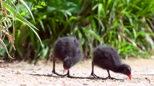 野生动物中可爱的小火烈鸟幼鸟的特写 — 图库视频影像