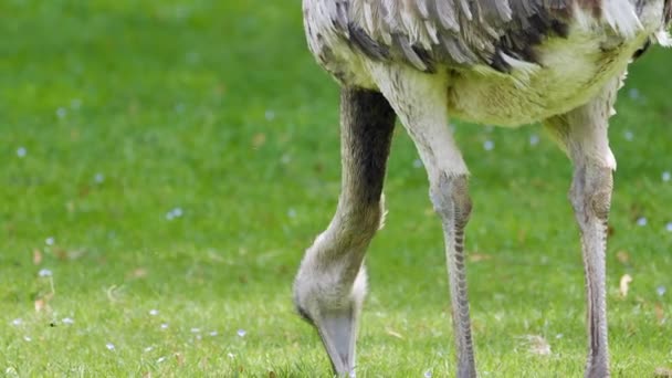 Όμορφη Emu Τρώει Πράσινο Γρασίδι Κατά Διάρκεια Της Ημέρας Close — Αρχείο Βίντεο