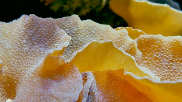 Ocean Anemone Wiggling Sub Apă — Videoclip de stoc