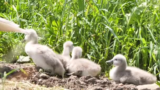 Vista Close Belo Enxame Cisnes Jovens Perto Lago — Vídeo de Stock