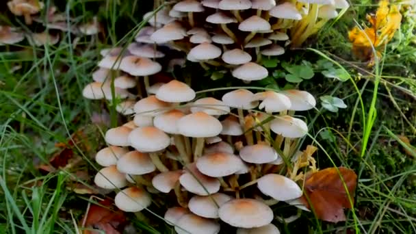 森林中蘑菇的消失景象 — 图库视频影像