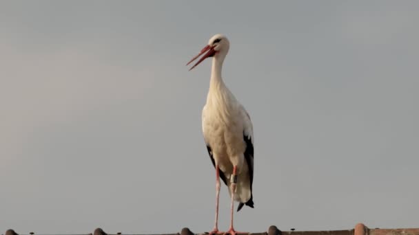 Scenic View Stork Selective Focus — Stock Video