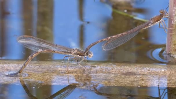 vue rapprochée de la libellule dans son habitat 